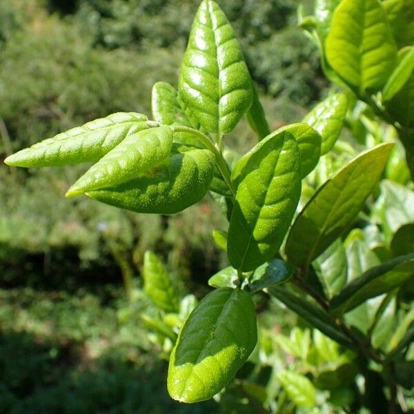 Peumus boldus Blad