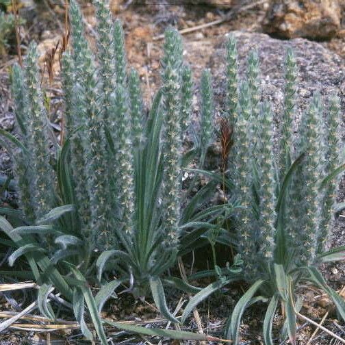 Plantago patagonica Hábito