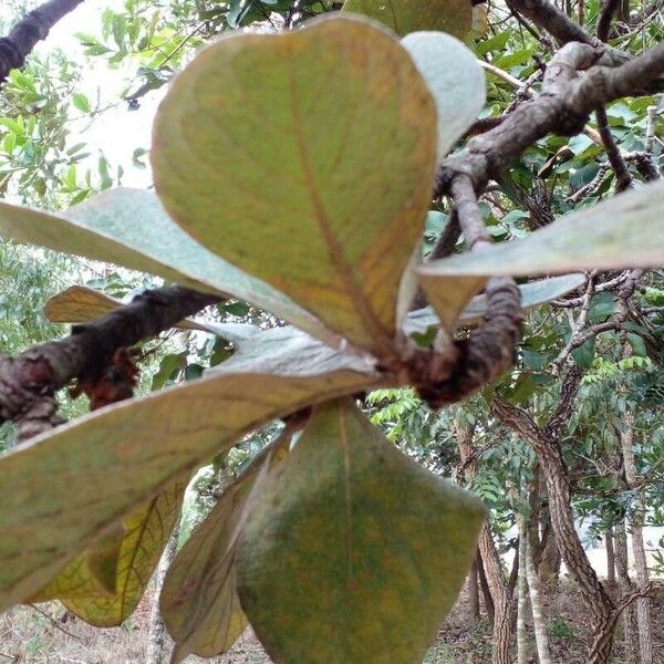 Byrsonima verbascifolia Feuille