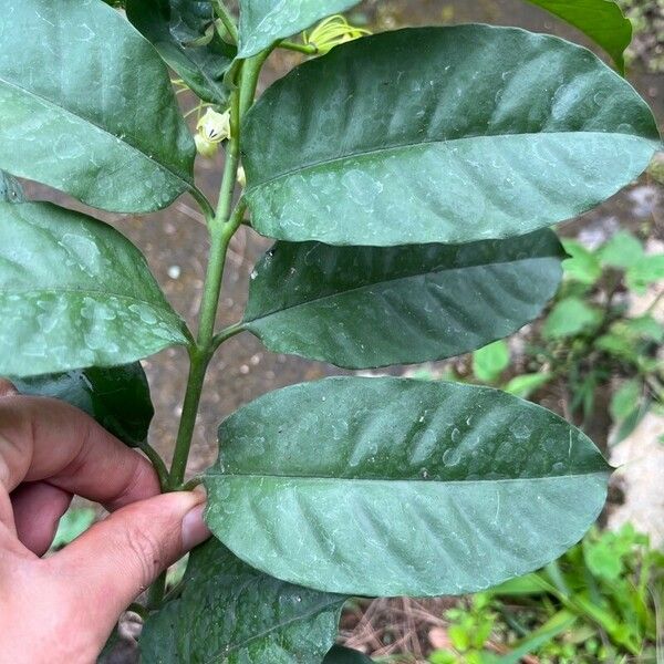 Hoya multiflora Leaf