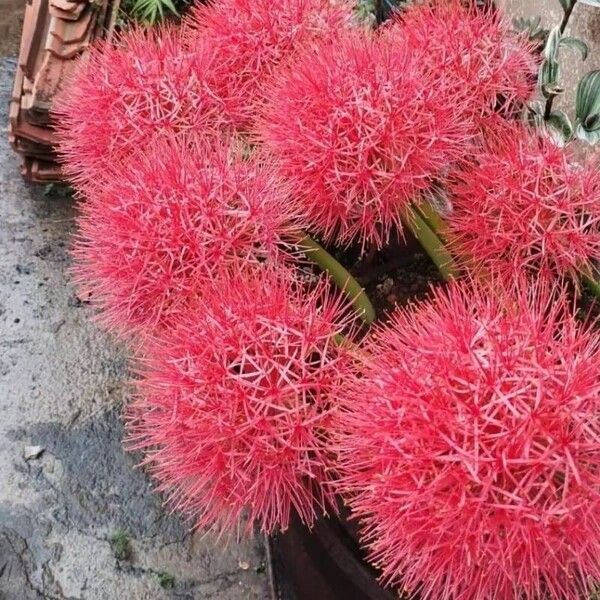 Scadoxus multiflorus ᱵᱟᱦᱟ