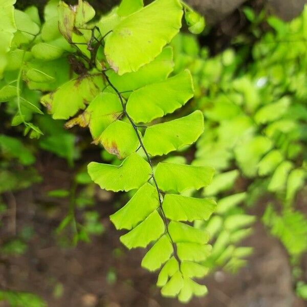 Adiantum philippense Folla