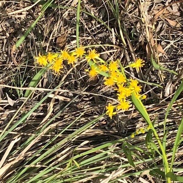 Solidago stricta Blüte