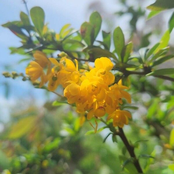 Berberis darwinii Blomst