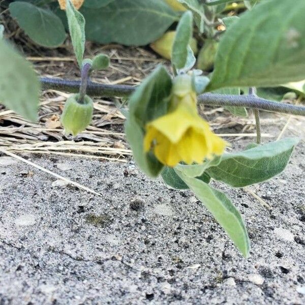 Physalis viscosa Flower