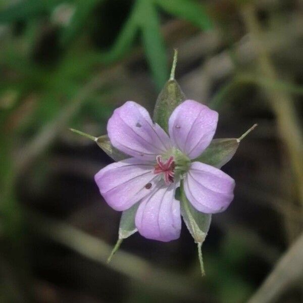 Geranium columbinum പുഷ്പം