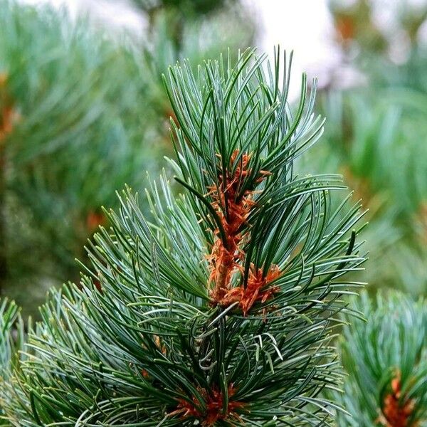 Pinus parviflora Листок