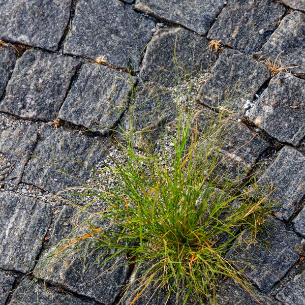 Eragrostis pilosa Plante entière