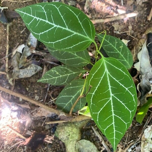 Anthurium crystallinum Blad