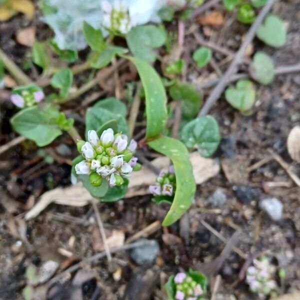 Cochlearia danica Blomma