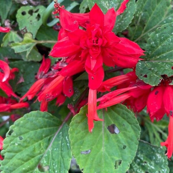 Salvia splendens Õis