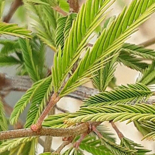 Calliandra surinamensis Blad