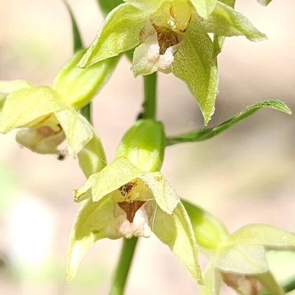 Epipactis persica Flor