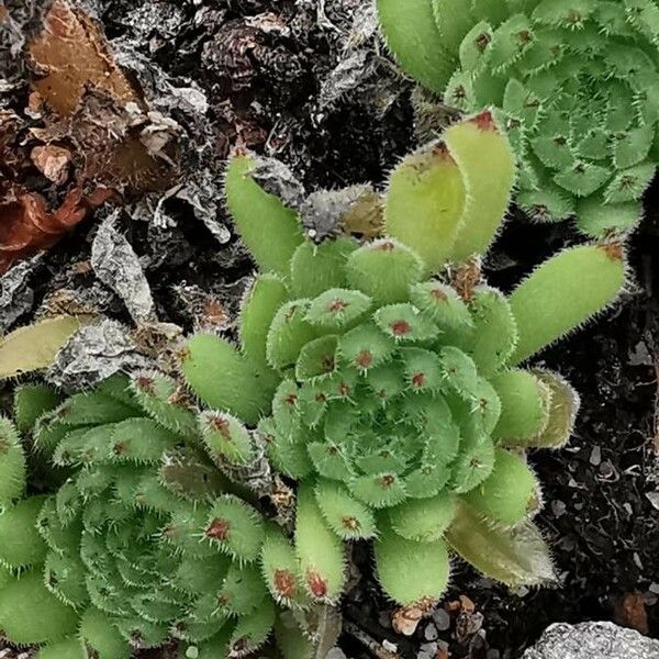 Sempervivum marmoreum Leaf