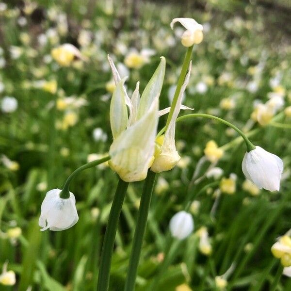 Allium paradoxum Flor