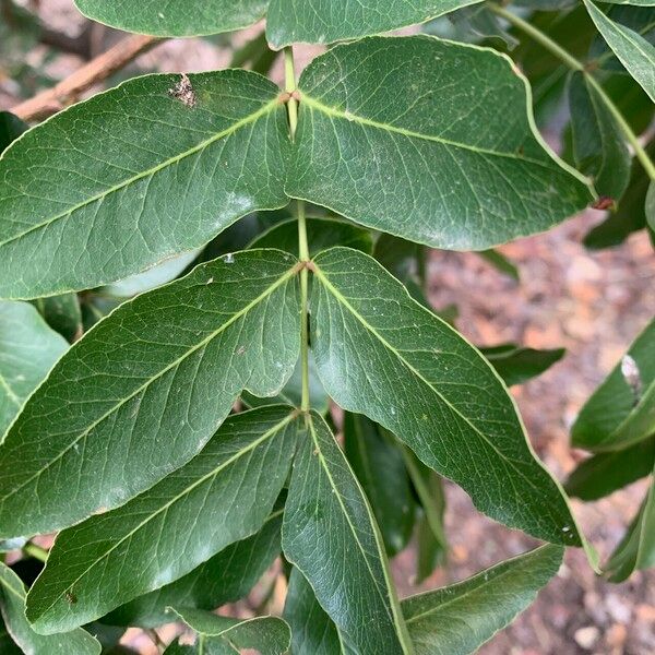 Schotia brachypetala Leaf