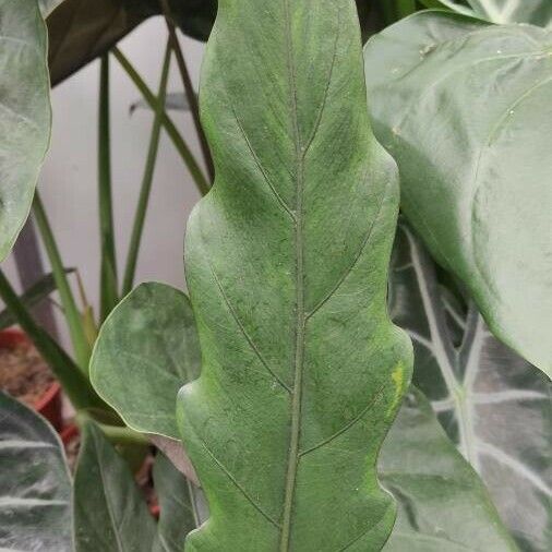 Alocasia lauterbachiana Leaf