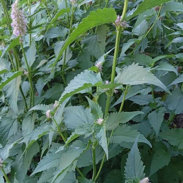 Agastache foeniculum 形态