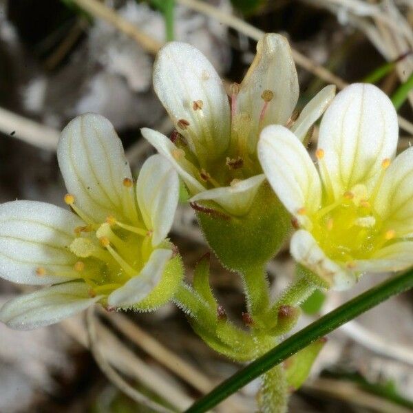 Saxifraga cespitosa Flor