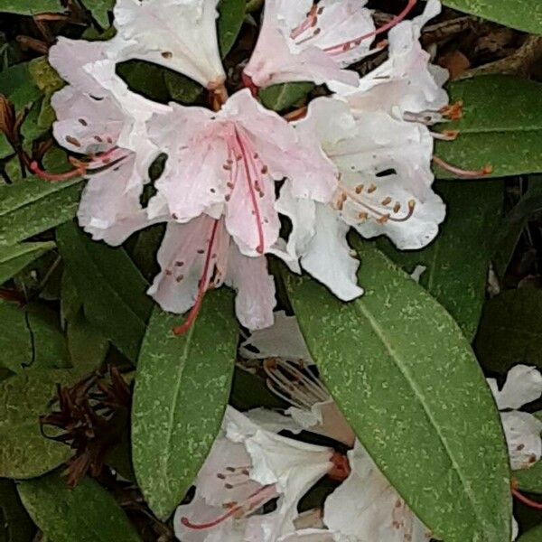 Rhododendron minus Flower