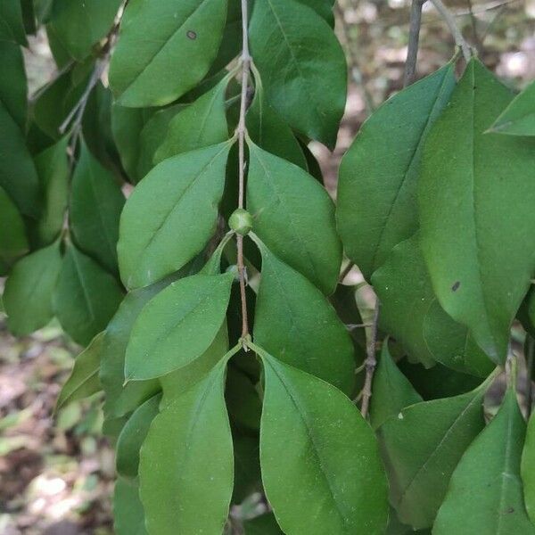 Psidium cattleyanum Ліст