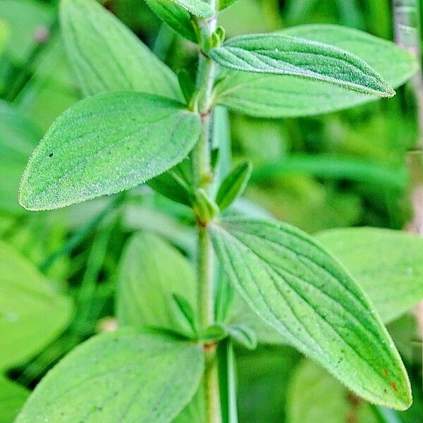 Hypericum hirsutum Fuelha