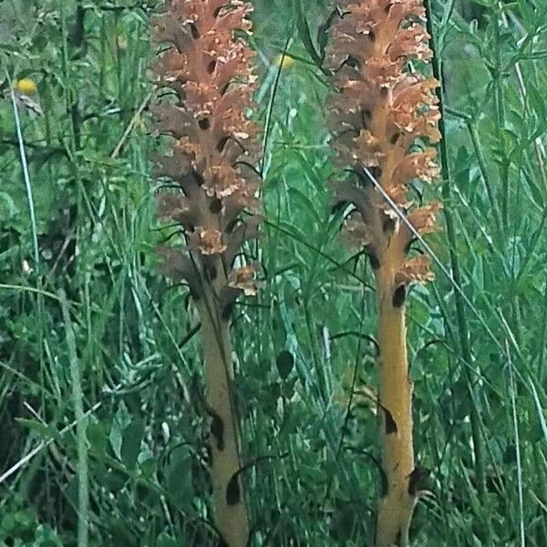 Orobanche elatior Flower