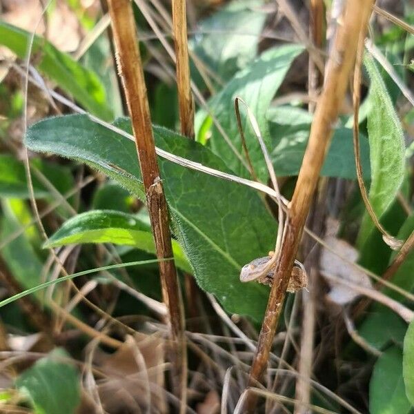 Cephalaria leucantha ഇല