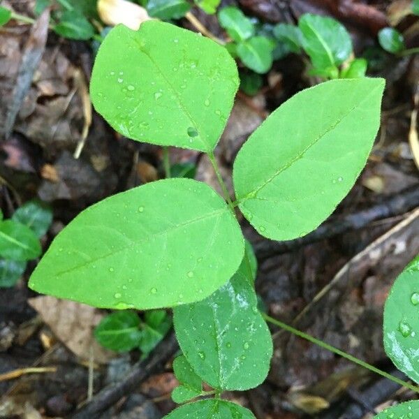 Amphicarpaea bracteata List