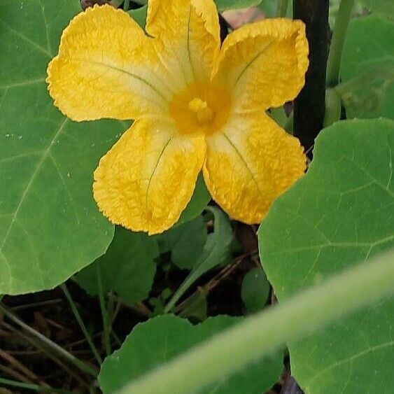 Cucurbita ficifolia Flower