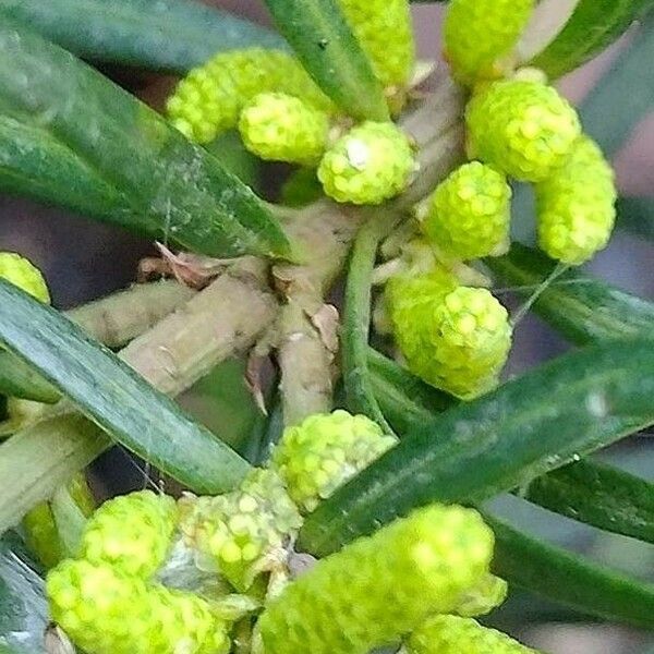 Podocarpus spinulosus Other