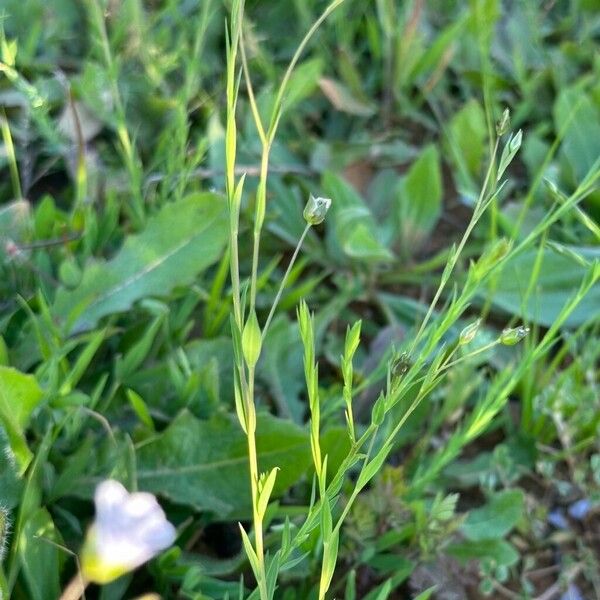 Linum bienne ശീലം