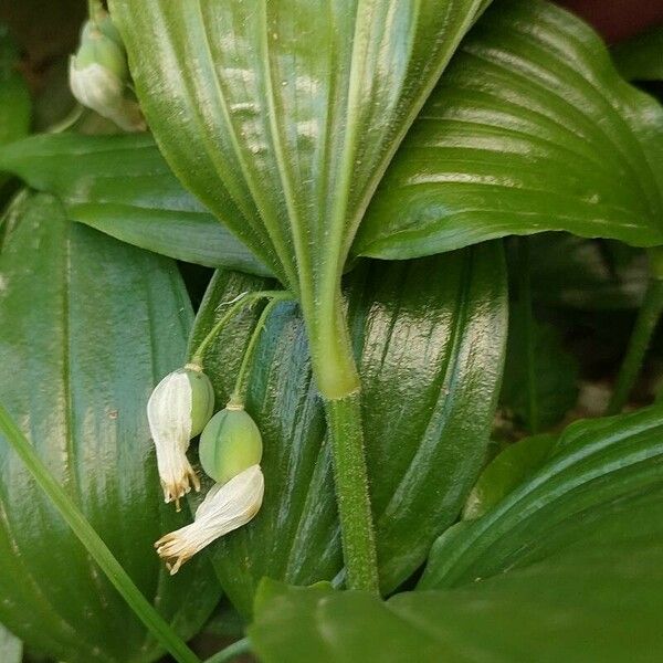 Polygonatum latifolium Fruit