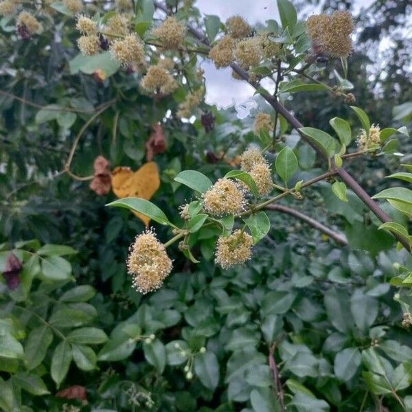 Pisonia aculeata Flower
