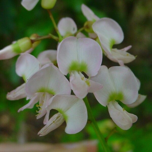 Derris trifoliata Blomma