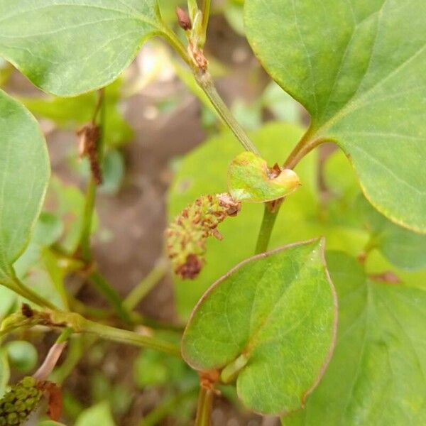 Houttuynia cordata Ffrwyth