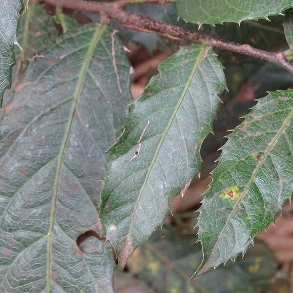 Rawsonia lucida Leaf
