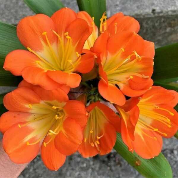 Clivia miniata Flor