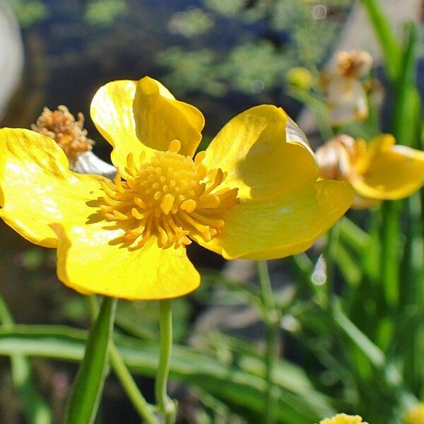 Ranunculus lingua Blomma