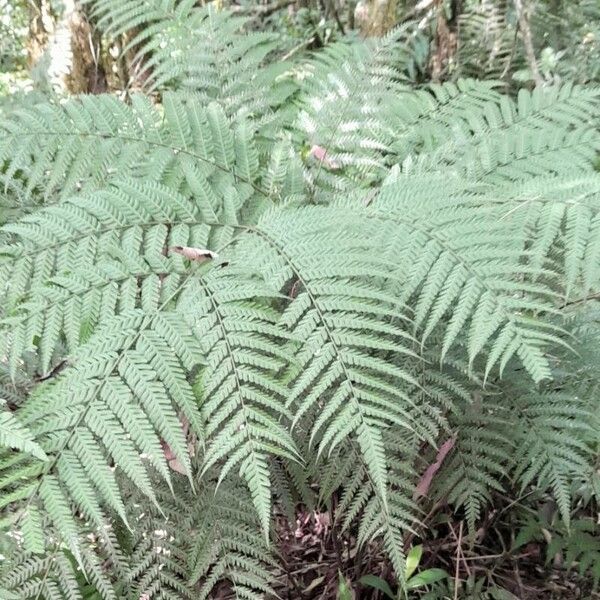 Pteris deflexa (Thickleaf brake)