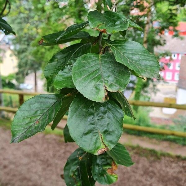 Fagus orientalis পাতা