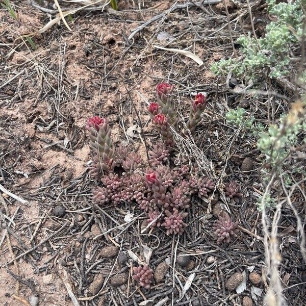 Sedum lanceolatum Fiore