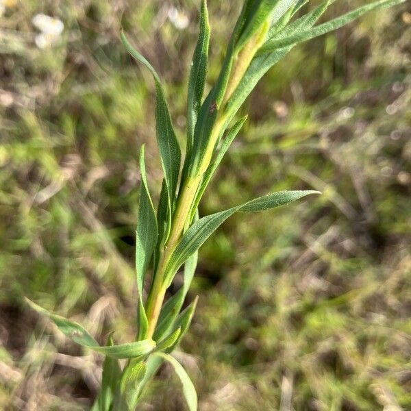 Solidago chilensis Blatt