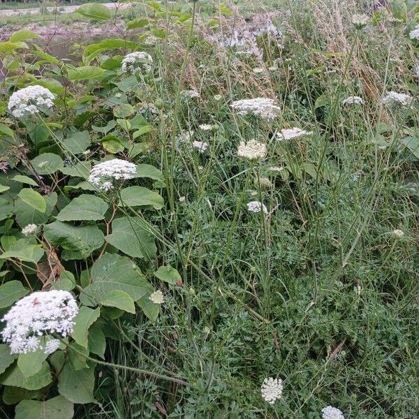 Daucus carota 整株植物