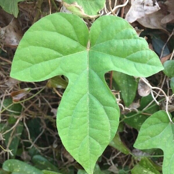 Ipomoea indica 葉