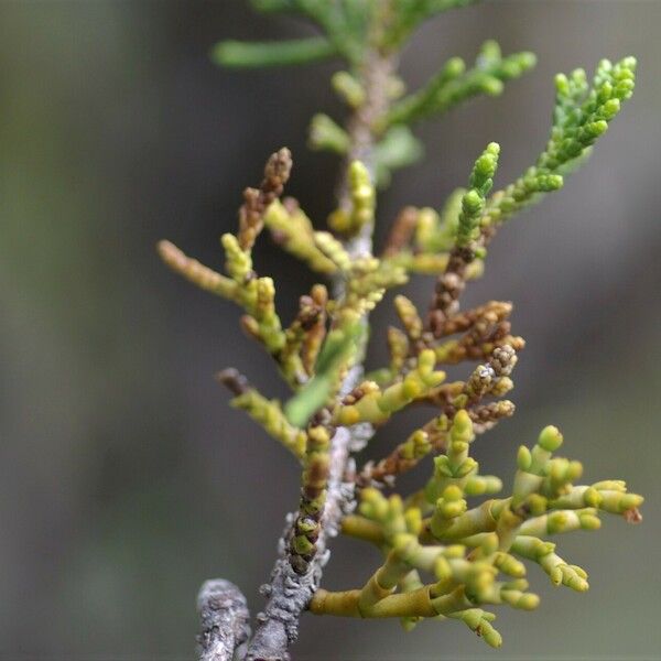 Arceuthobium oxycedri Blatt