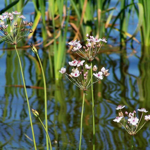 Butomus umbellatus Lorea