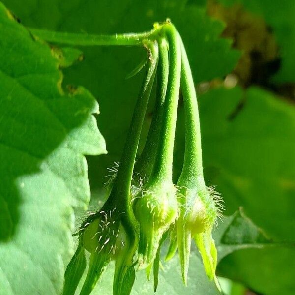 Ipomoea purpurea Fruit