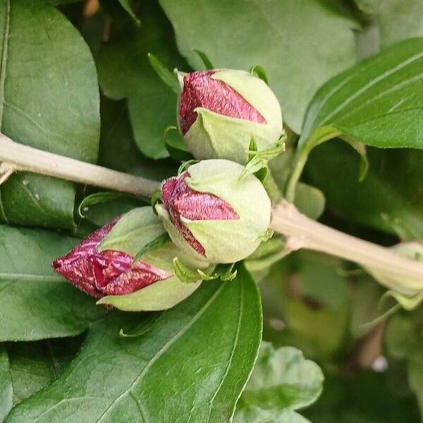 Hibiscus syriacus 其他