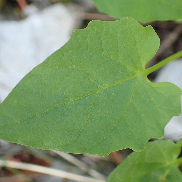 Valeriana tripteris Leaf